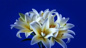 Букет лилий_encoded