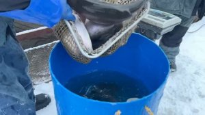 Запуск форели