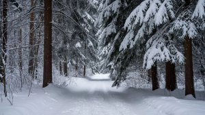 Снежный лес