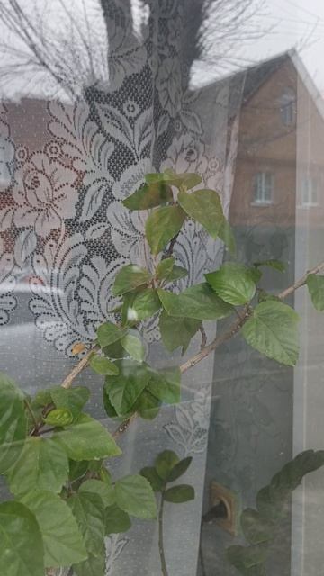 Китайская роза