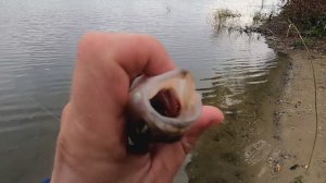 Резинка отлично ловит хищника