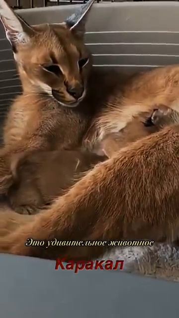 Ласковый и нежный зверь? Точно?..ну очень красивая киса! Каракал смотреть онлайн