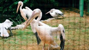 Пеликаны в зоопарке Новороссийска