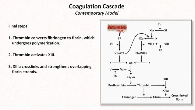 3_Hemostasis — Coagulation Cascade and Fibrinolysis Eric Strong