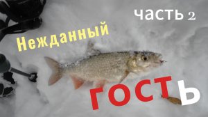 Нежданный гость часть 2