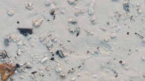 И ещё крабов, полно крабов, Мальдивы (More crabs, lots of crabs, Maldives)