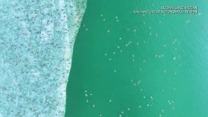 🦆❄️ Зимний приют перелётных птиц в пустыне Такла-Макан