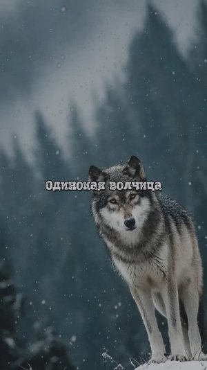 Одинокая волчица