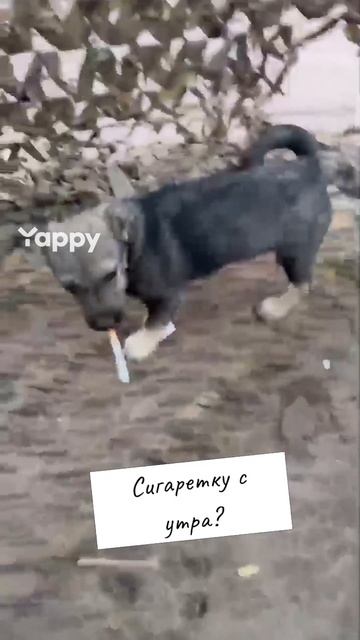 #котики #кошка #киса #домашниеживотные #кошки #пес #собакадругчеловека #собака #собаки #щенок #мимим