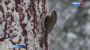 Смоляне могут помочь в подкормке птиц в суровую погоду