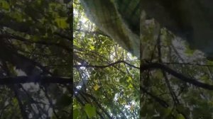 ⚡️СВО 18+ Архивный бой штурмовиков 5 отдельной гвардейской танковой бригады из Бурятии