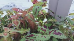 Открыла посевную, черенки Колеусы