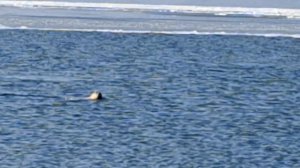 Зима 2026. Ларги во Владивостоке.