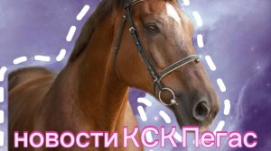 Новости 🐎