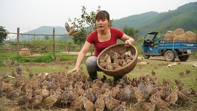 Собрала 150 перепелов и отправилась на сельский рынок, чтобы продать и купить 100 цыплят. Фуонг