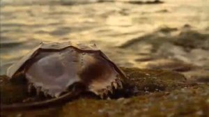 Худшие вымирания о которых вы когда либо слышали 2 часть