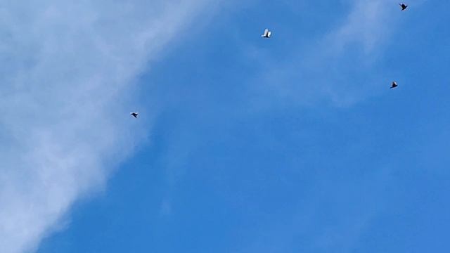 Омская область. Полёт голубей. Живой звук смотреть онлайн