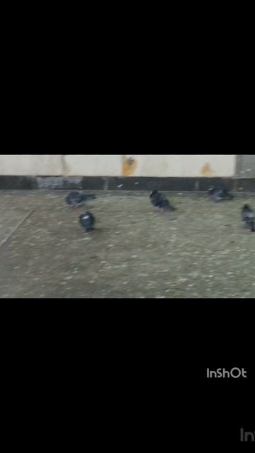 Территория голубей в метро Чеховская. смотреть онлайн