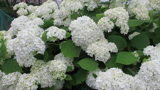 Что нужно делать для обильного цветения Гортензии в начале лета смотреть онлайн