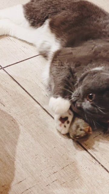 Марсюша. Мышка в подарок 🐱 Очень понравилась котику 👍 смотреть онлайн