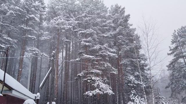 Снежная метель в лесу при порыве ветра смотреть онлайн