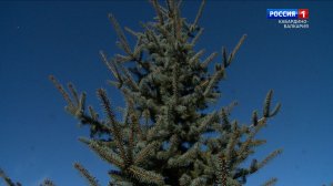В КБР ужесточили контроль за утилизацией новогодних деревьев