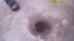 Рыбалка ротаны