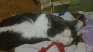 Я в тяйне оть хозяки лешиль зяписять лёлик.