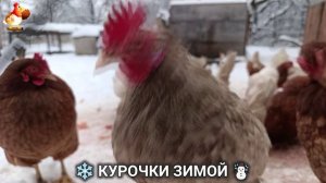 Куры зимой очень счастливы 🤗❄️⛄ (9)