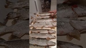 Нет! Никому не отдам 😁😁😁😁