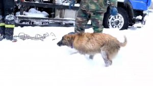 В Белоруссии сотрудники МЧС спасли провалившуюся в люк собаку: видео