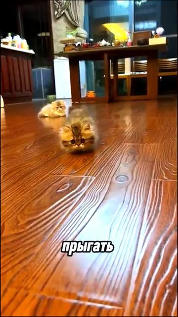 Самые дороги породы кошек в мире #shorts смотреть онлайн