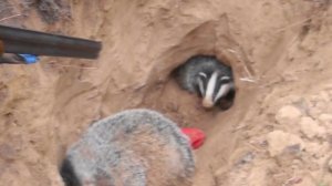 Охота на барсука с норной собакой