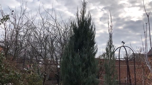 Обзор Можжевельников. Сорта, не меняющие окраску зимой. Любимые сорта. смотреть онлайн