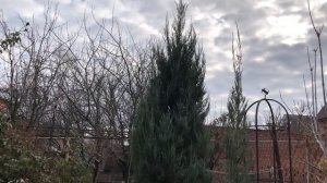 Обзор Можжевельников. Сорта, не меняющие окраску зимой. Любимые сорта.