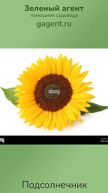 Подсолнечник — Зеленый Агент