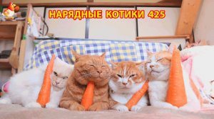Нарядные Котики расслабляются на солнышке 🌞 🐈🐈🐈 (425)