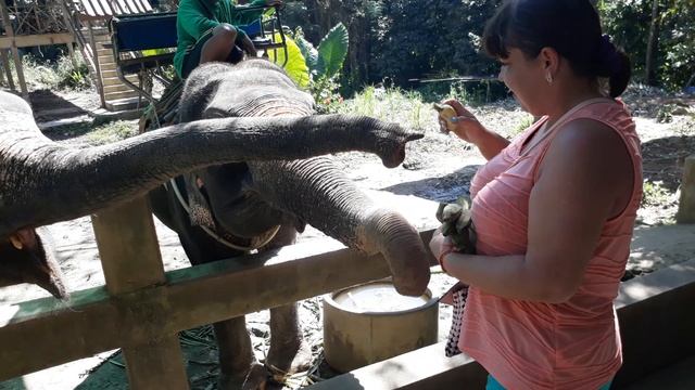 слоны на обеде тай