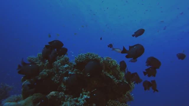 СПОКОЙНЫЕ МЕЛОДИИ: ЧТОБЫ РАССЛАБИТЬСЯ И УСНУТЬ смотреть онлайн