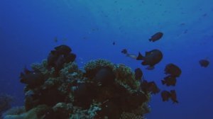 СПОКОЙНЫЕ МЕЛОДИИ: ЧТОБЫ РАССЛАБИТЬСЯ И УСНУТЬ