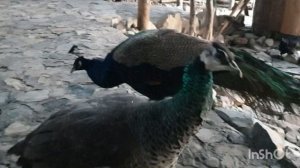 Контактный зоопарк парк Олимп Геленджик