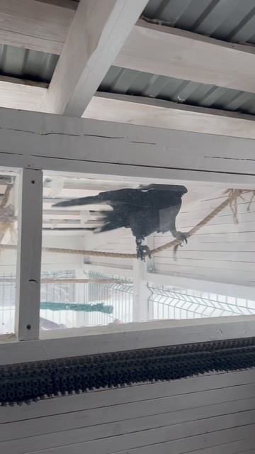 Акробат в теле ворона смотреть онлайн