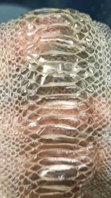 Шкурка-выползок удава Мигеллы. Красивый чулочек! 8 января 2025 г. смотреть онлайн