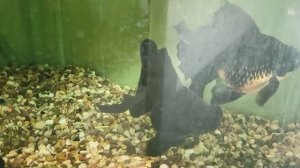 АКВАРИУМНЫЕ РЫБКИ