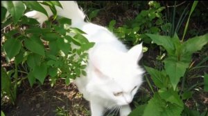 КОШКА БЕЛКА слова Оксаны Москаленко, музыка Павла Иволгина