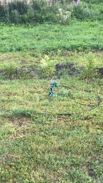 Ленобласть. Хвойное. 26.07.2024. Дача. Цветущая гортензия. Вечерний полив дождевальной установкой