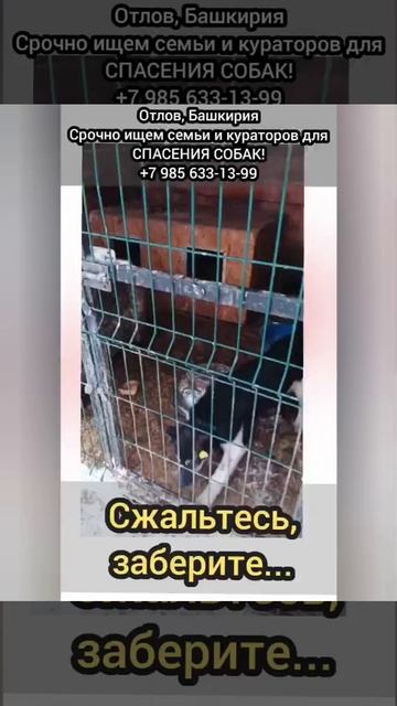 10 января.. они ЗАГЛЯДЫВАЮТ ВАМ В ГЛАЗА, отчаянно виляют хвостикаии, моля о спасении! МЕЛКАШИ