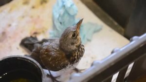 спасти дрозда