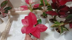 Комнатные растения/цветы. Аглаонемы в январе 2026 года.