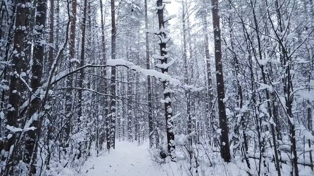 Бомбардировка снежными камнями в лесу смотреть онлайн